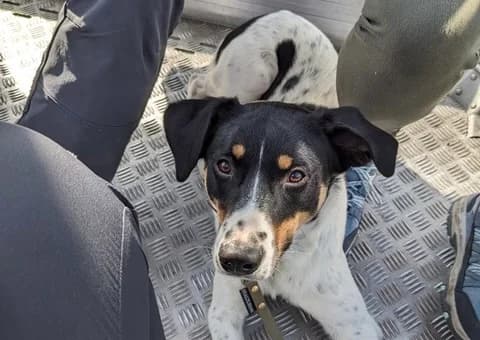 Makoa, male 5yo Mixed Breed for adoption at Ein Herz für Streuner e.V., München
