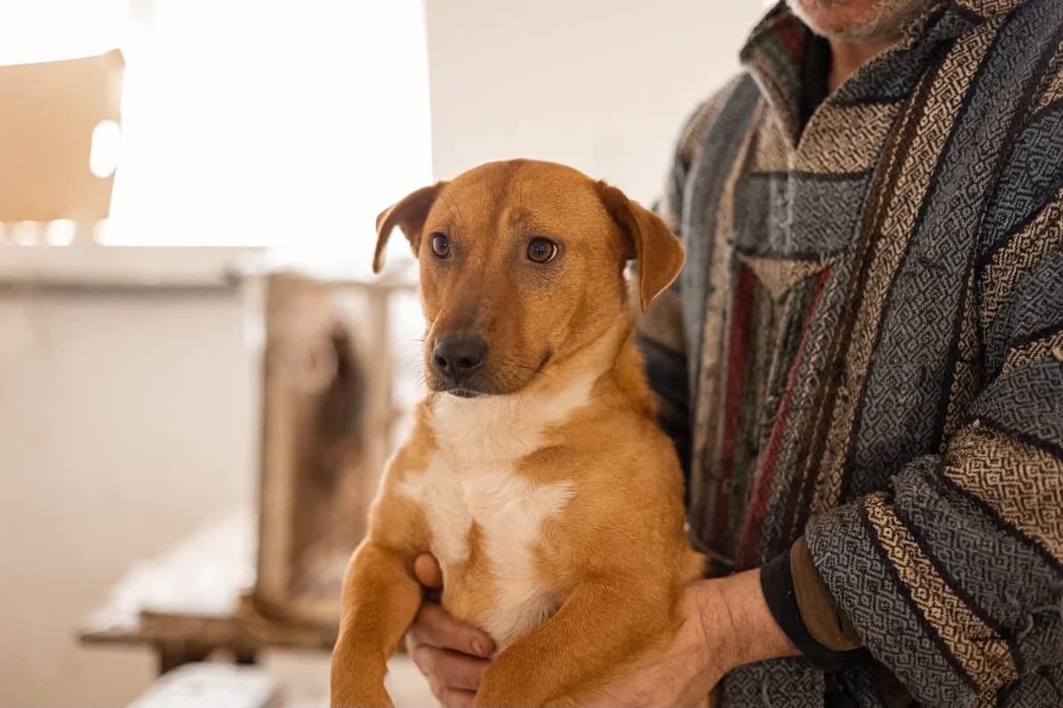 Mala, weiß female 3yo Mixed Breed for adoption at Ein Herz für Streuner e.V., München