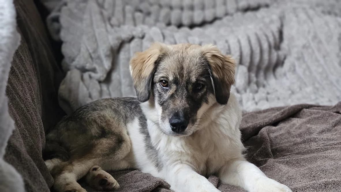 Mala, female puppy Mixed Breed for adoption at Ein Herz für Streuner e.V., München