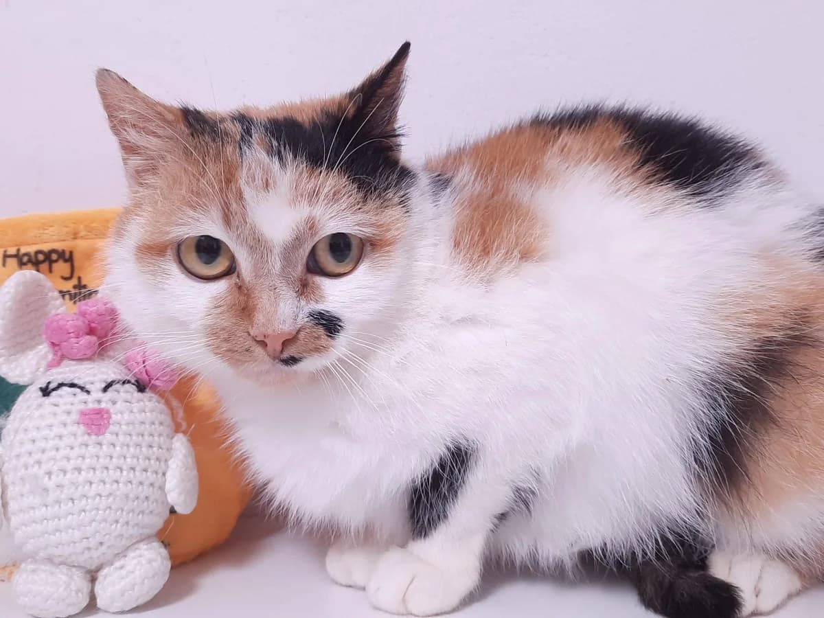 Malaika, female 3yo Mixed Breed for adoption at Ein Herz für Streuner e.V., München