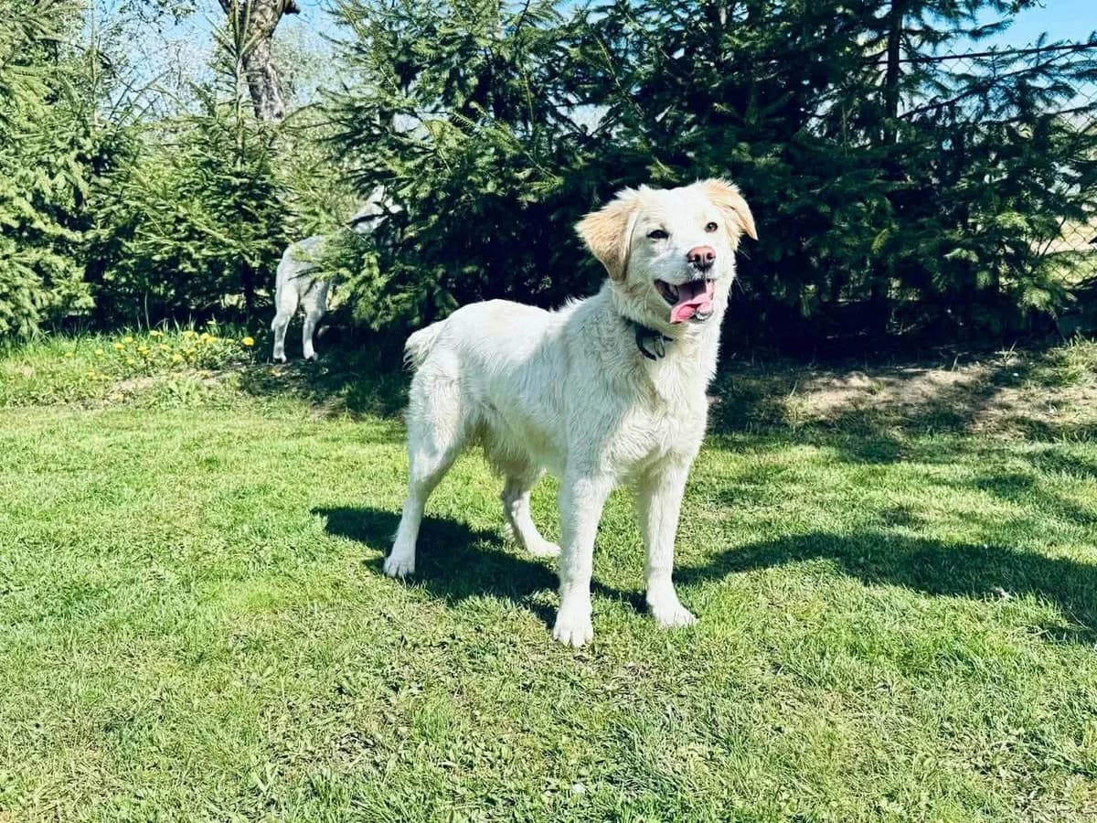 Malaika, female young Mixed Breed for adoption at Ein Herz für Streuner e.V., München