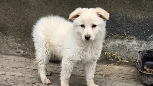 Malaika, female puppy Mixed Breed for adoption at Ein Herz für Streuner e.V., München