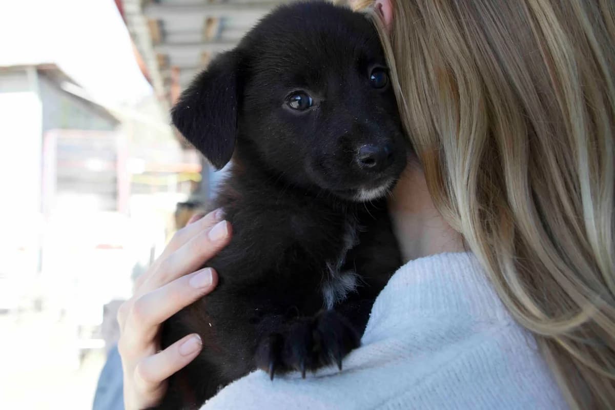 Malana, weiß female puppy Mixed Breed for adoption at Ein Herz für Streuner e.V., München