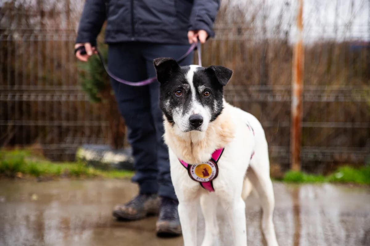 Malandro, male senior Mixed Breed for adoption at Ein Herz für Streuner e.V., München