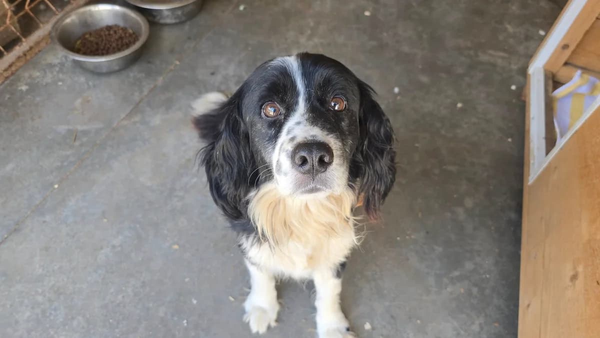 Malandro, male 7yo Mixed Breed for adoption at Ein Herz für Streuner e.V., München