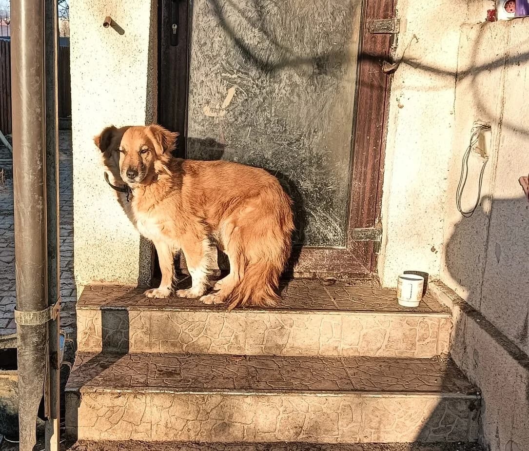 Malea, female 3yo Mixed Breed for adoption at Ein Herz für Streuner e.V., München