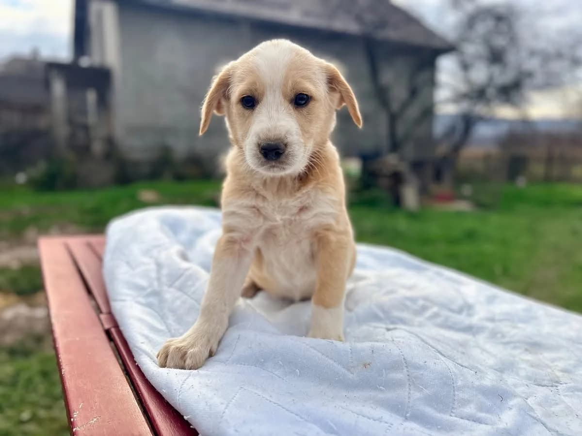 Malea, female puppy Mixed Breed for adoption at Ein Herz für Streuner e.V., München