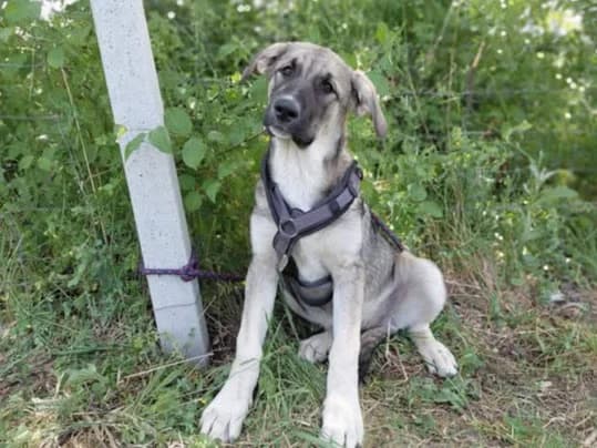 Maleika, female puppy Mixed Breed for adoption at Ein Herz für Streuner e.V., München