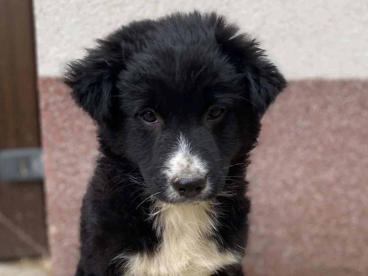 Maleo, puppy Mixed Breed for adoption at Ein Herz für Streuner e.V., München