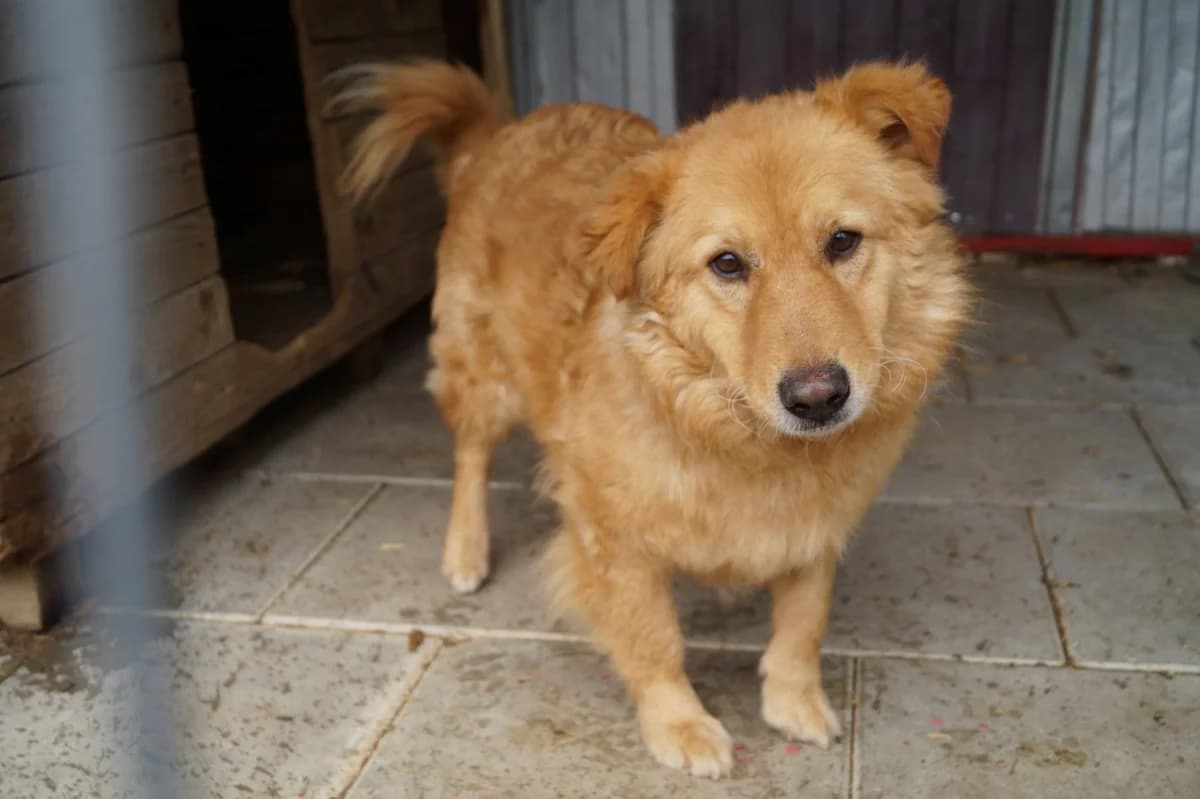 Malfoy, male young Mixed Breed for adoption at Ein Herz für Streuner e.V., München