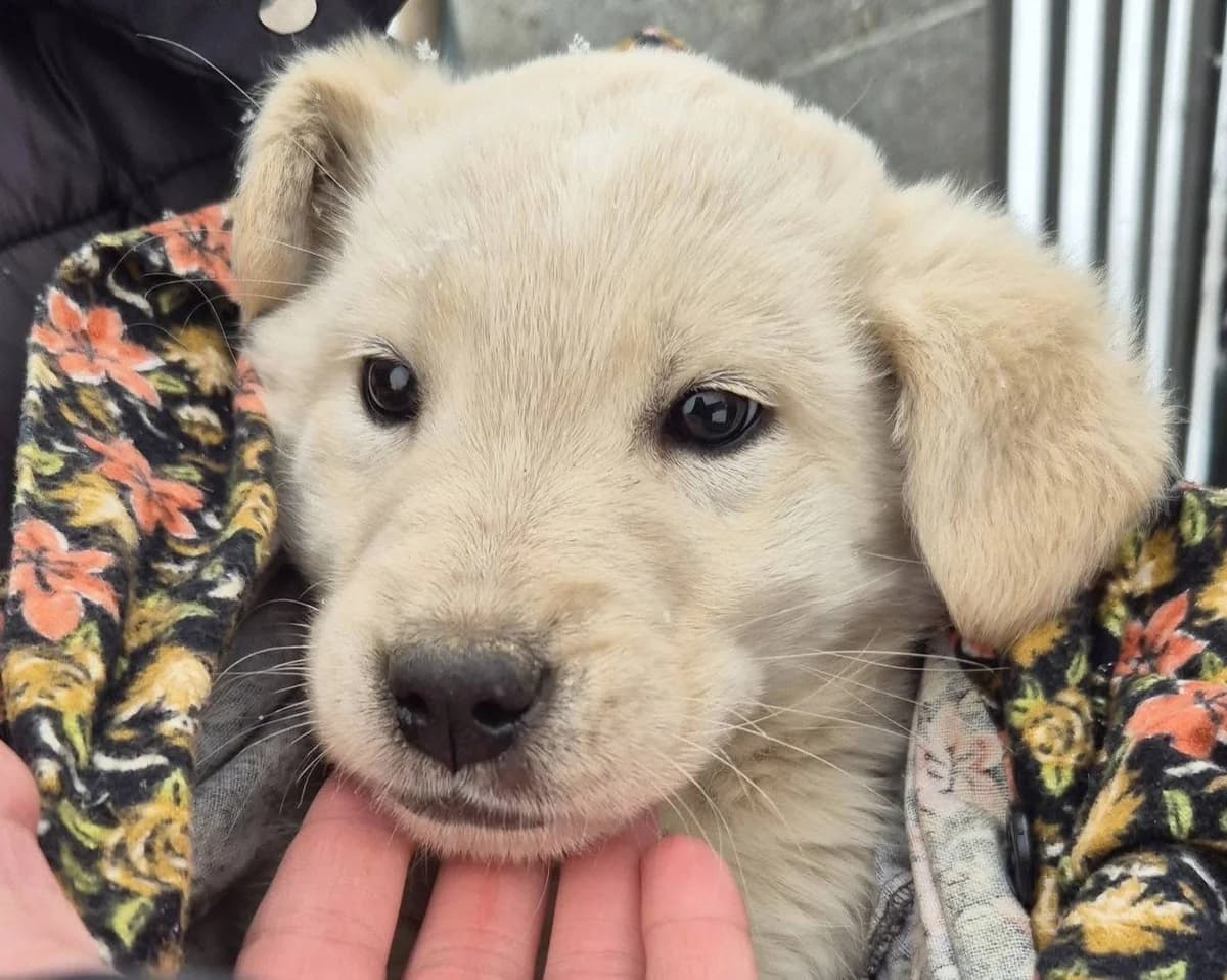 Mali, female puppy Mixed Breed for adoption at Ein Herz für Streuner e.V., München