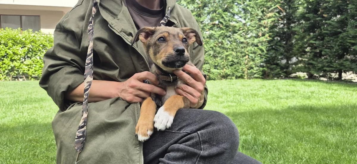 Mali, puppy Mixed Breed for adoption at Ein Herz für Streuner e.V., München
