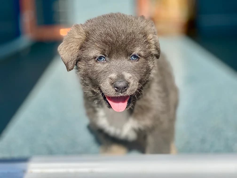 Malia, female puppy Mixed Breed for adoption at Ein Herz für Streuner e.V., München