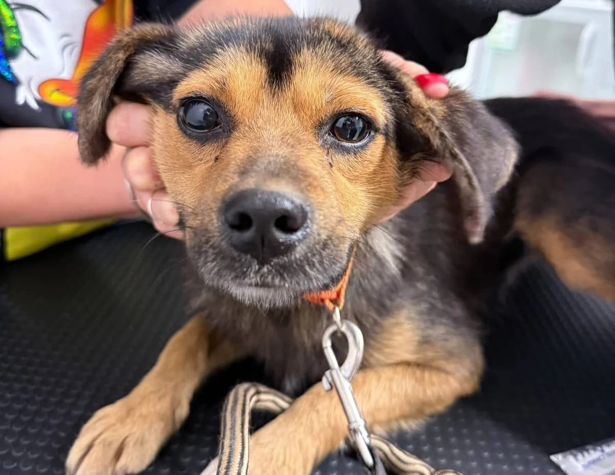 Malia, female young Mixed Breed for adoption at Ein Herz für Streuner e.V., München