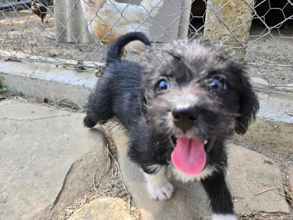 Malia, female puppy Mixed Breed for adoption at Ein Herz für Streuner e.V., München