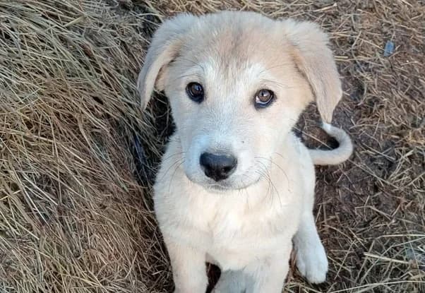 Malia, weiß female puppy Mixed Breed for adoption at Ein Herz für Streuner e.V., München