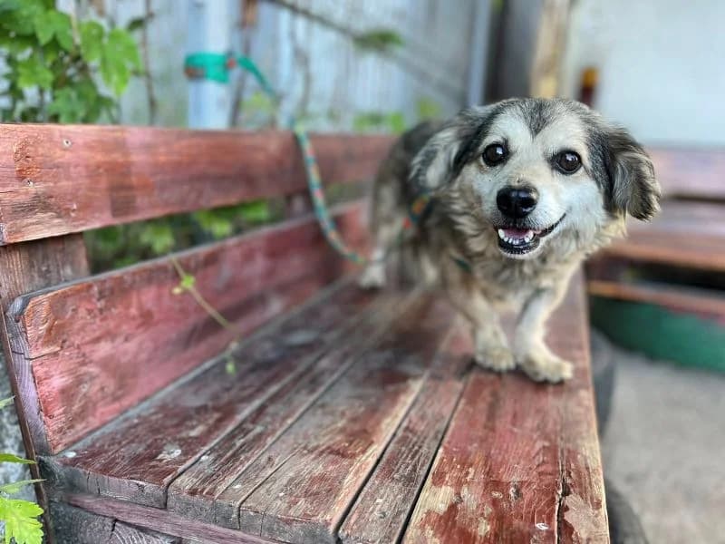 Malia, female senior Mixed Breed for adoption at Ein Herz für Streuner e.V., München