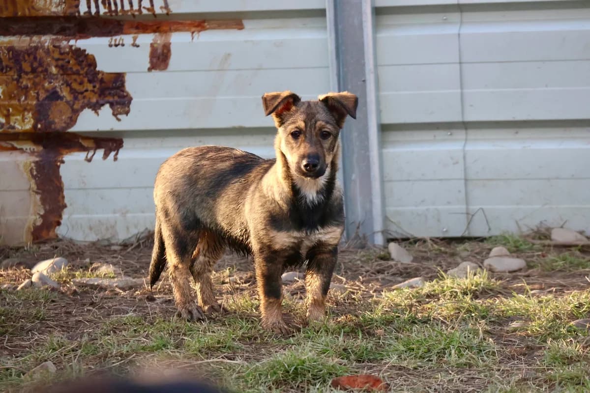 Maliah, female puppy Mixed Breed for adoption at Ein Herz für Streuner e.V., München