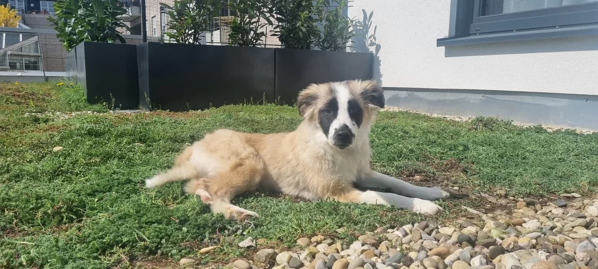 Maliboo, female puppy Mixed Breed for adoption at Ein Herz für Streuner e.V., München
