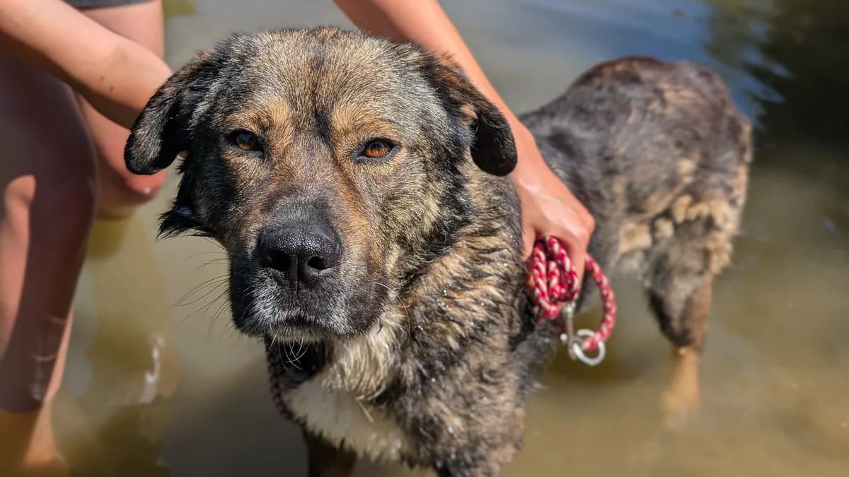 Malibu, weiß male 5yo Mixed Breed for adoption at Ein Herz für Streuner e.V., München