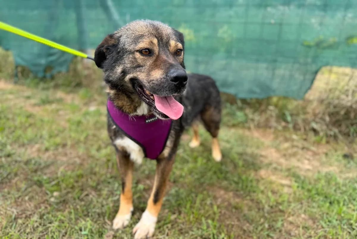 Malibu, weiß male 6yo Mixed Breed for adoption at Ein Herz für Streuner e.V., München