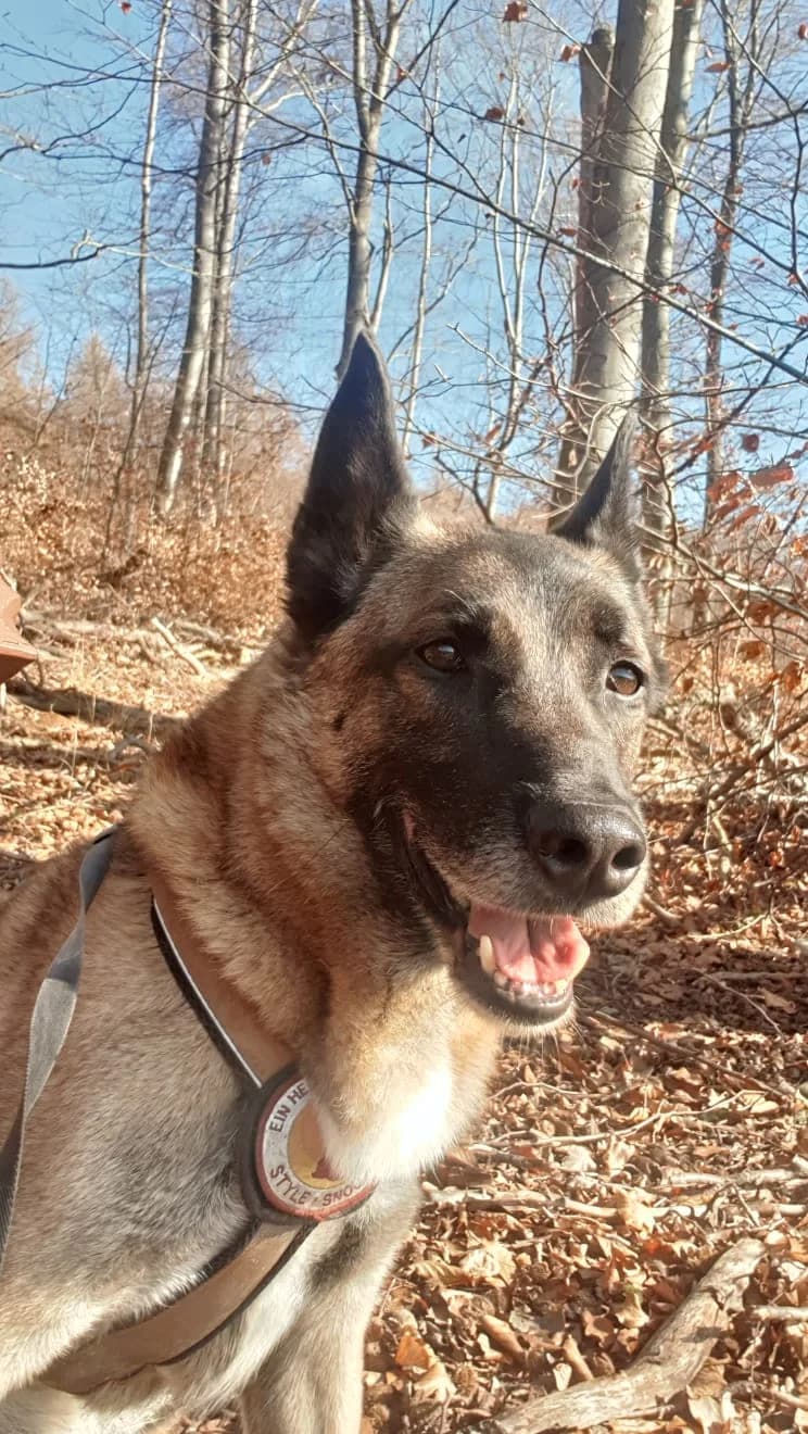 Malik, male 6yo Mixed Breed for adoption at Ein Herz für Streuner e.V., München