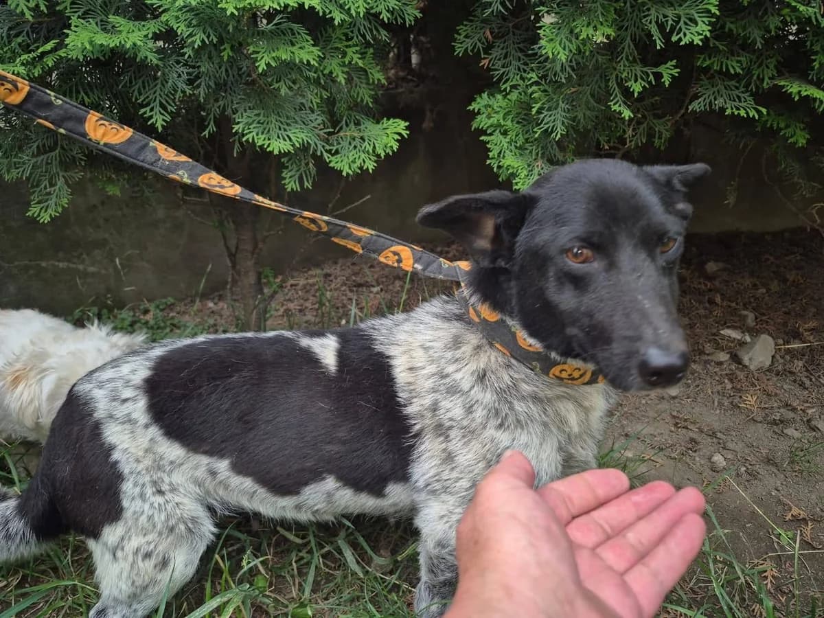 Malika, female young Mixed Breed for adoption at Ein Herz für Streuner e.V., München
