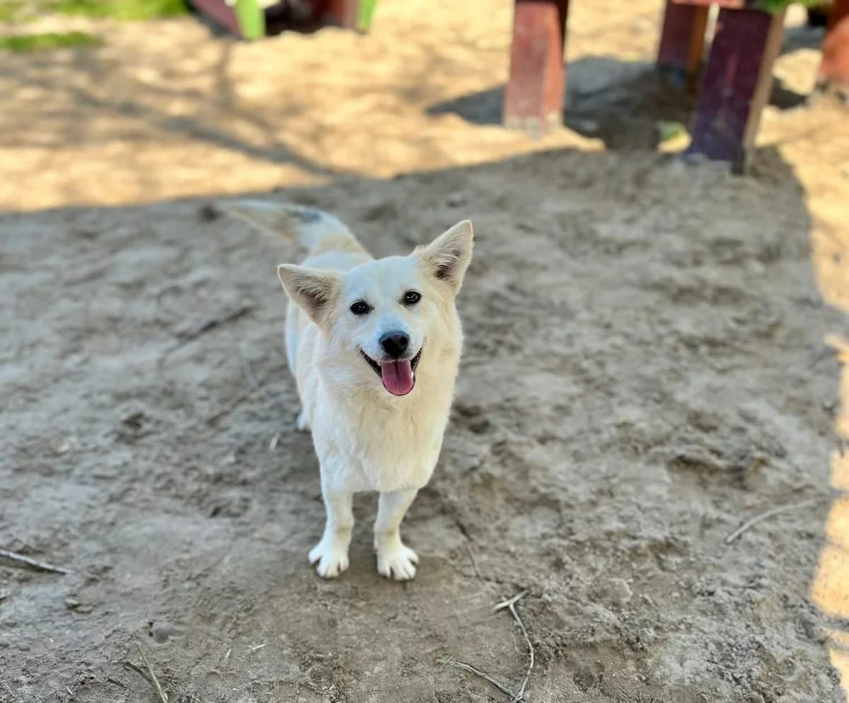 Malina, female 5yo Mixed Breed for adoption at Ein Herz für Streuner e.V., München