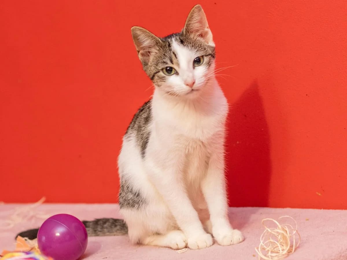 Malina, female young Mixed Breed for adoption at Ein Herz für Streuner e.V., München