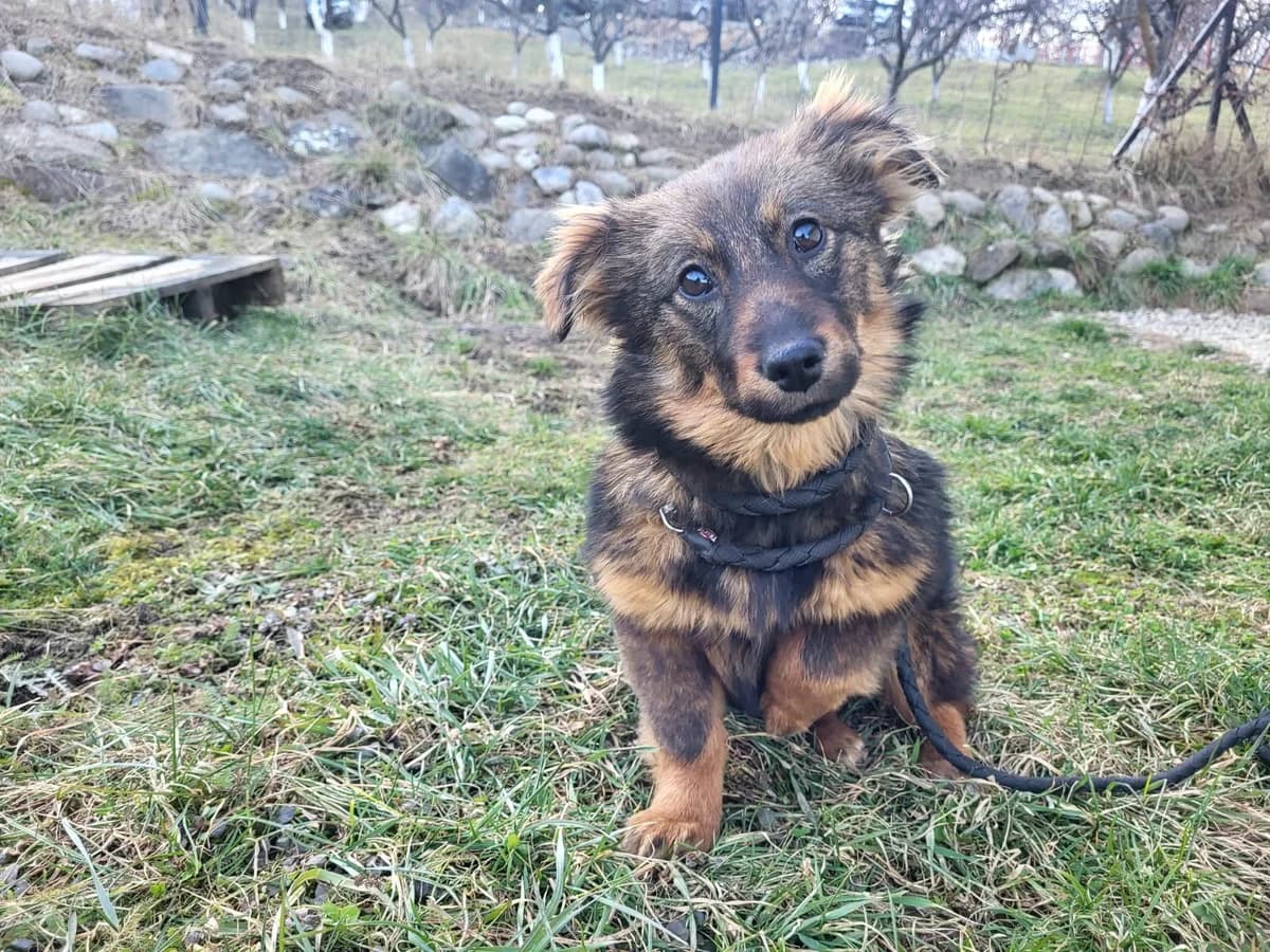 Malini, female puppy Mixed Breed for adoption at Ein Herz für Streuner e.V., München