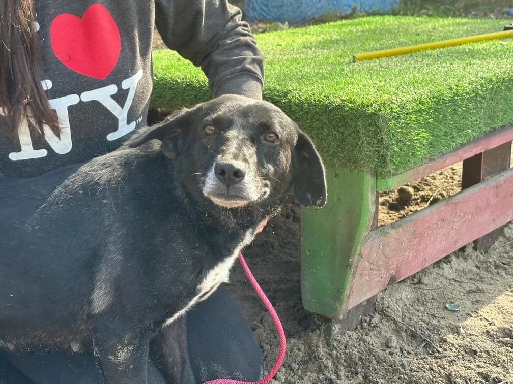 Mallory, weiß female 5yo Mixed Breed for adoption at Ein Herz für Streuner e.V., München