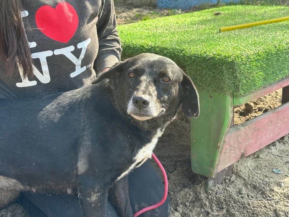 Mallory, weiß female 5yo Mixed Breed for adoption at Ein Herz für Streuner e.V., München