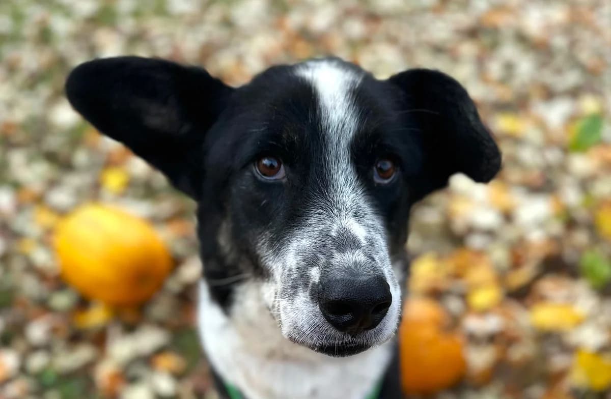 Malo, male 5yo Mixed Breed for adoption at Ein Herz für Streuner e.V., München