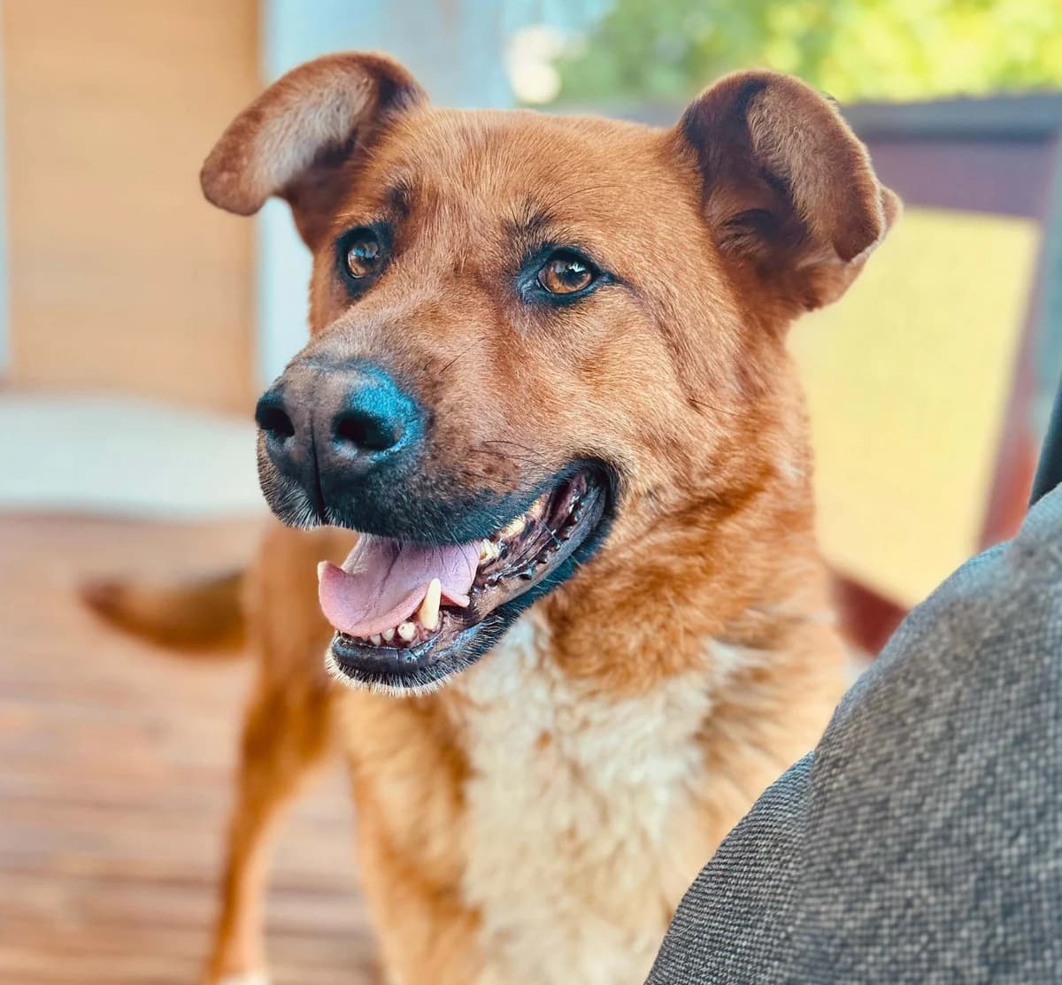 Malou, female 5yo Mixed Breed for adoption at Ein Herz für Streuner e.V., München
