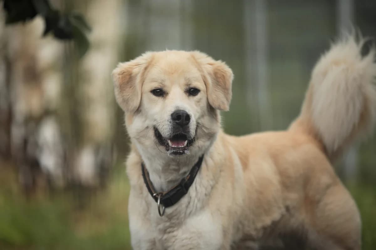 Malouk, male 5yo Mixed Breed for adoption at Ein Herz für Streuner e.V., München