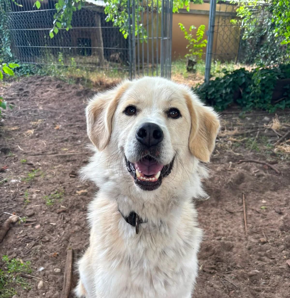 Malouk, male 5yo Mixed Breed for adoption at Ein Herz für Streuner e.V., München