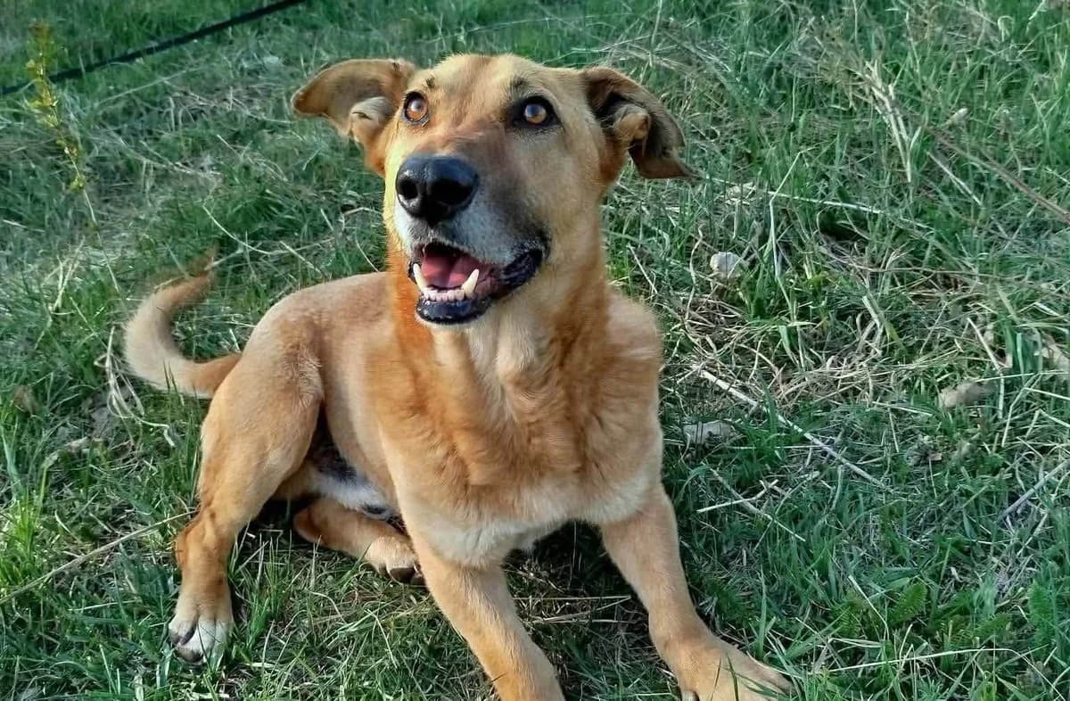 Malte, gold male 3yo Mixed Breed for adoption at Ein Herz für Streuner e.V., München