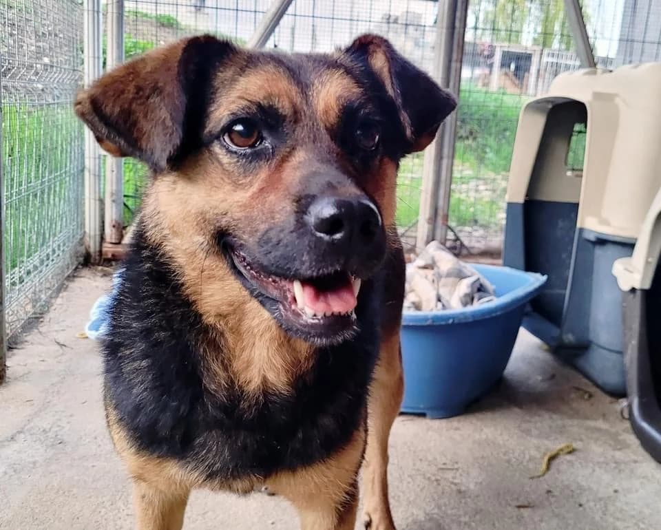 Malu, rehbraun female 4yo Mixed Breed for adoption at Ein Herz für Streuner e.V., München