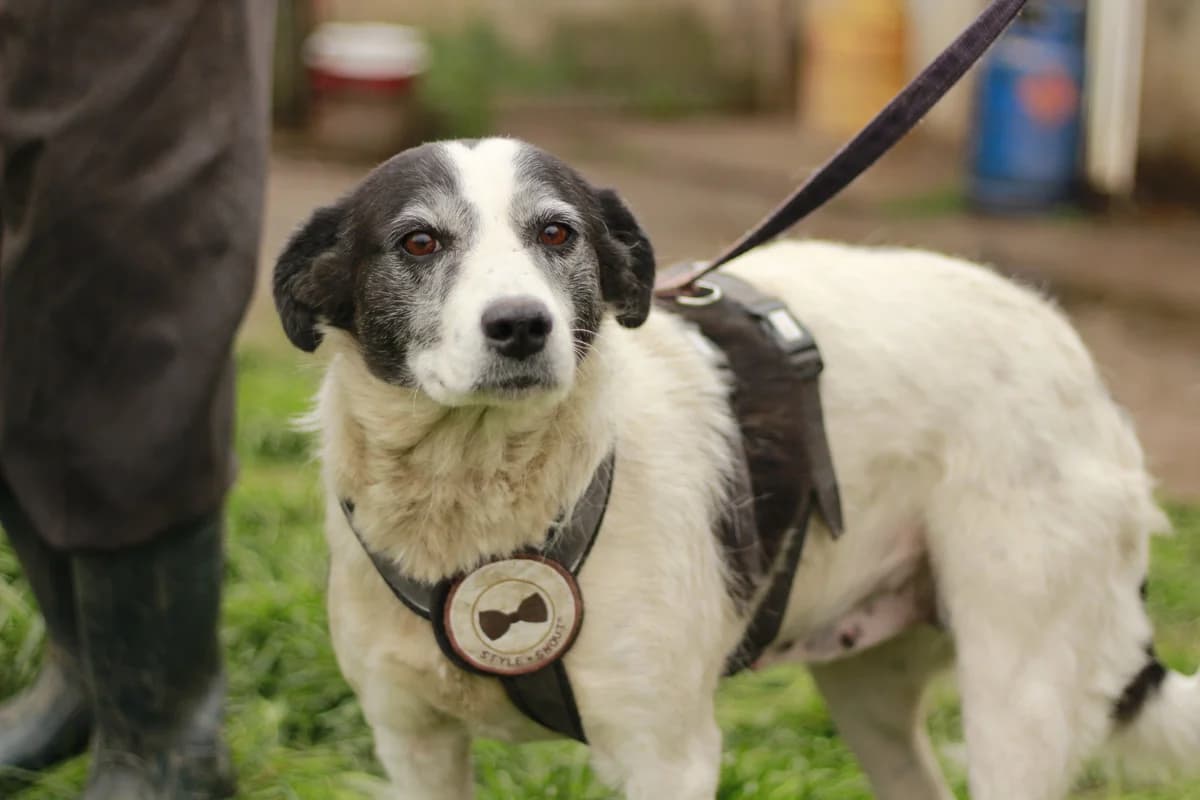Malu, female 5yo Mixed Breed for adoption at Ein Herz für Streuner e.V., München