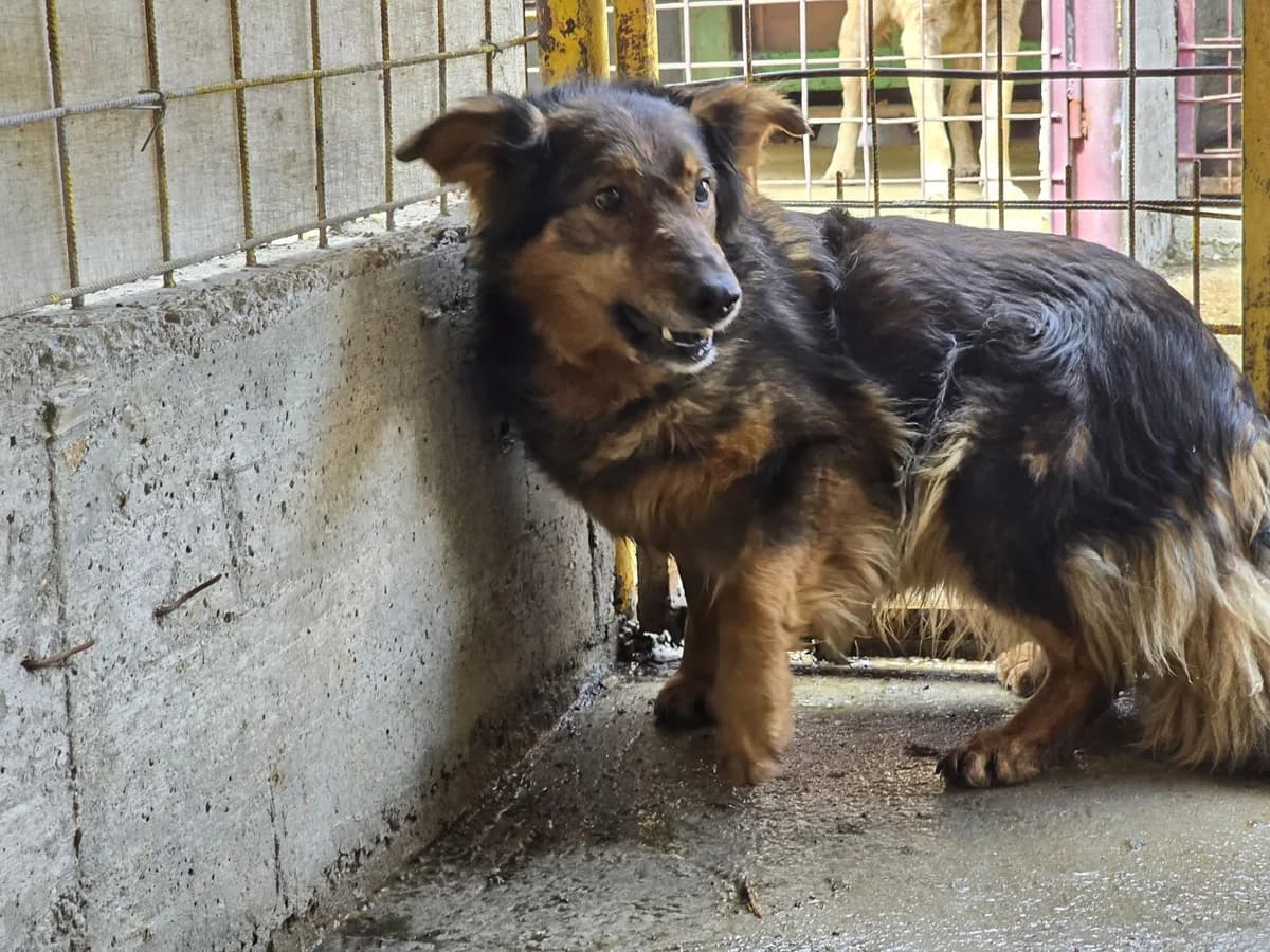 Malua, female 7yo Mixed Breed for adoption at Ein Herz für Streuner e.V., München