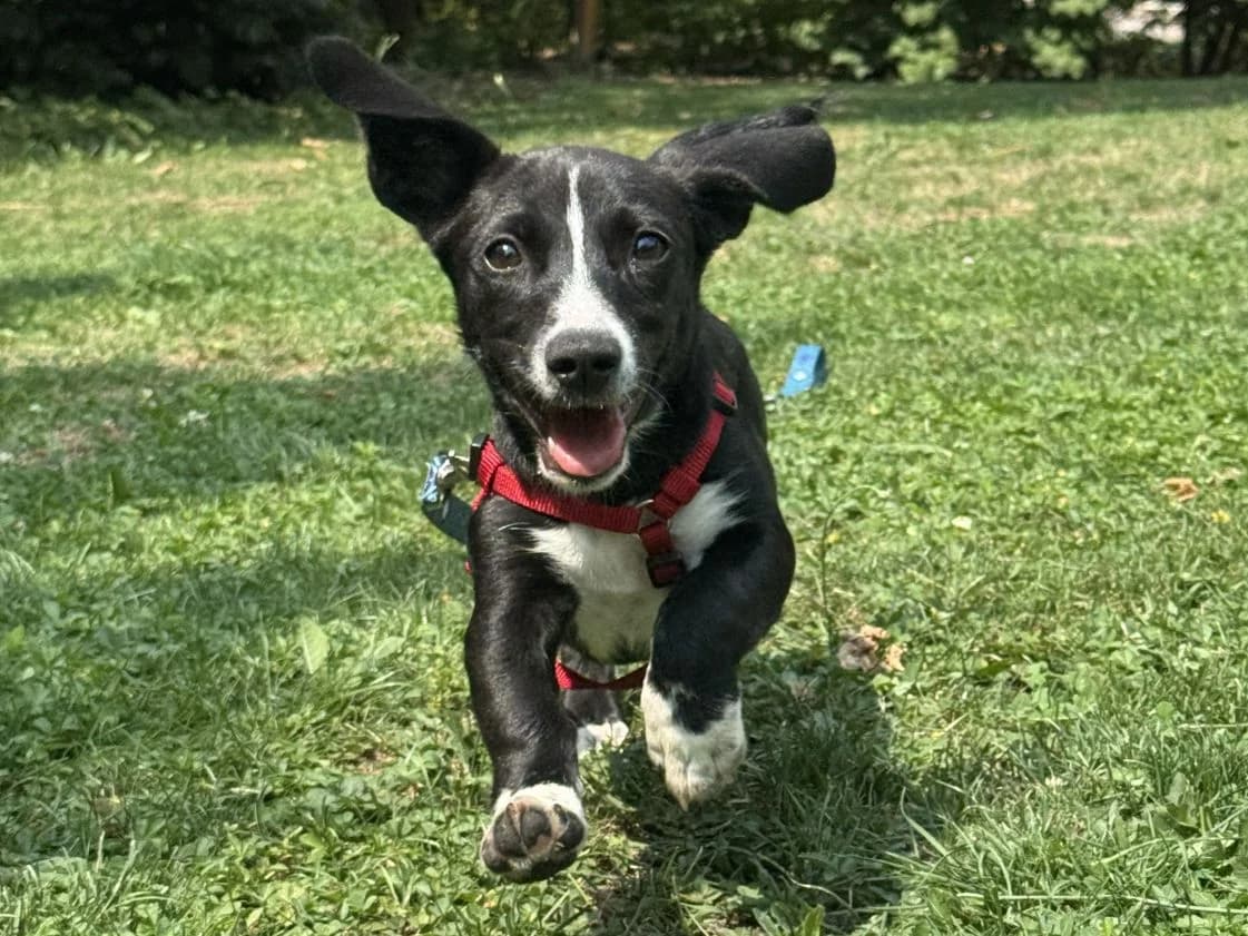 Malvi, female puppy Mixed Breed for adoption at Ein Herz für Streuner e.V., München