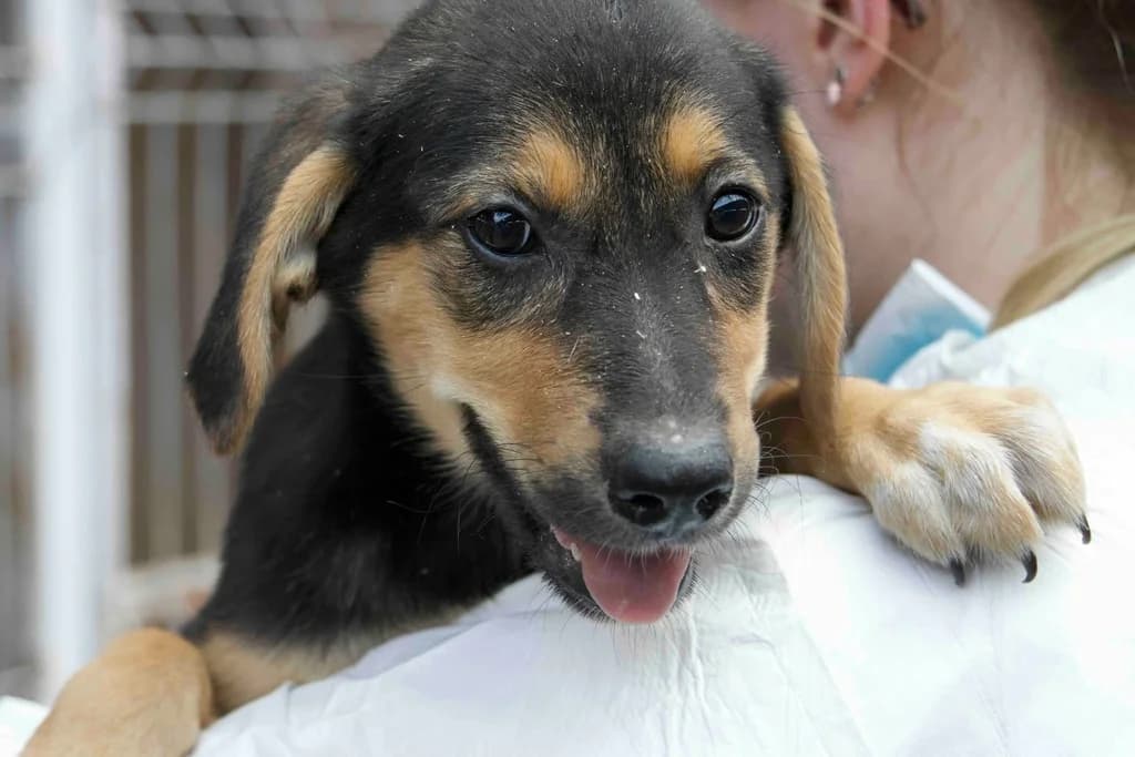 Maly, female puppy Mixed Breed for adoption at Ein Herz für Streuner e.V., München