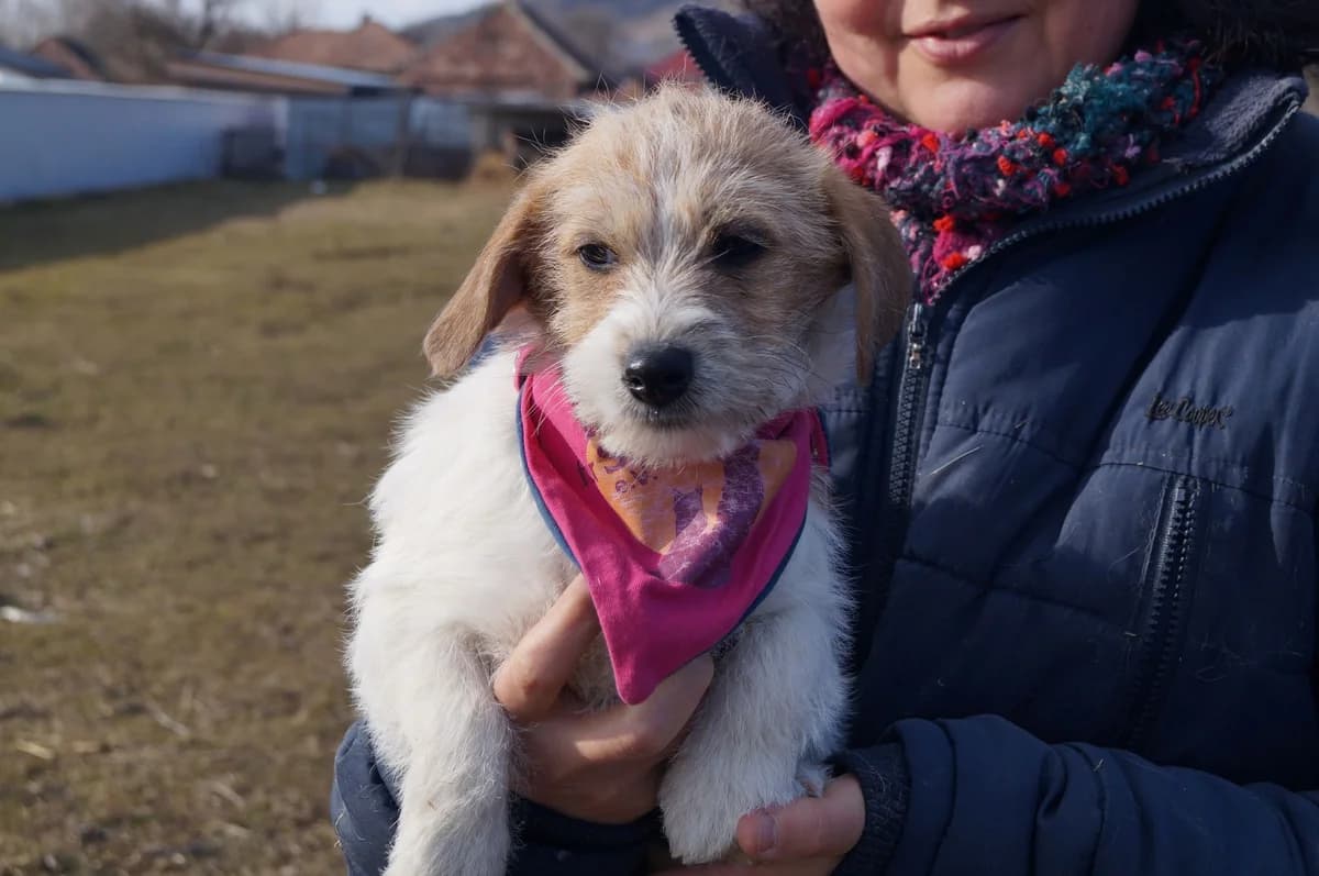 Malyka, female puppy Mixed Breed for adoption at Ein Herz für Streuner e.V., München