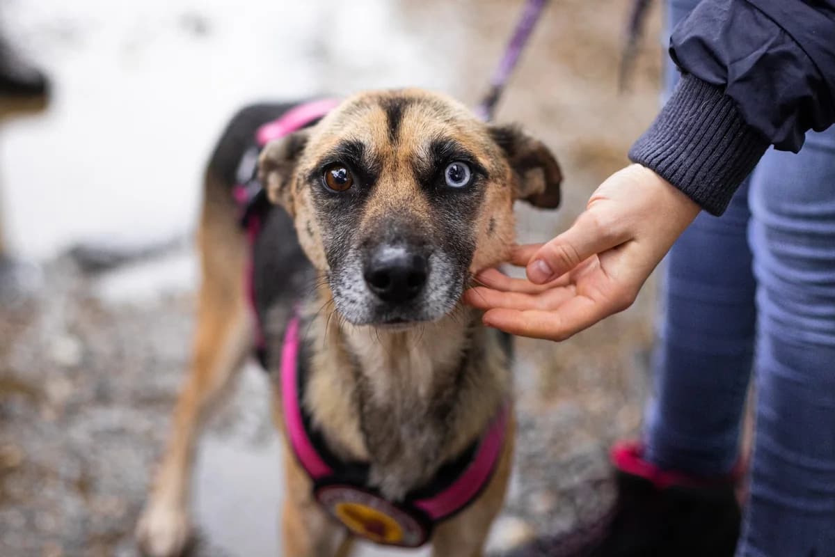 Mamasan, female 7yo Mixed Breed for adoption at Ein Herz für Streuner e.V., München
