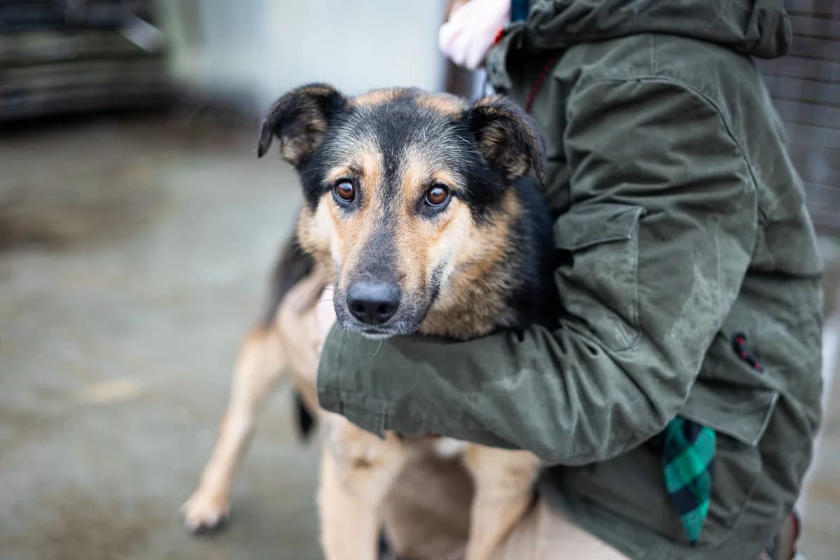 Mambo, male 5yo Mixed Breed for adoption at Ein Herz für Streuner e.V., München