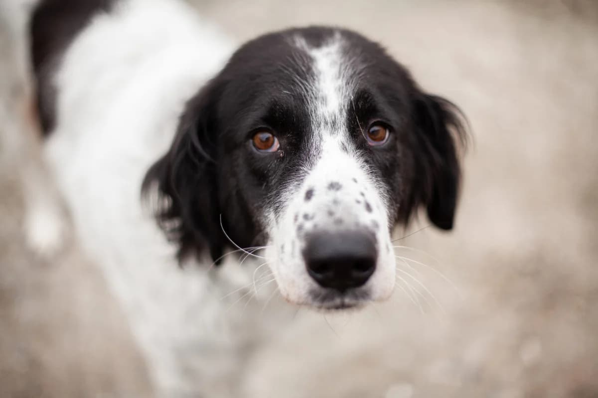 Mami, female senior Mixed Breed for adoption at Ein Herz für Streuner e.V., München