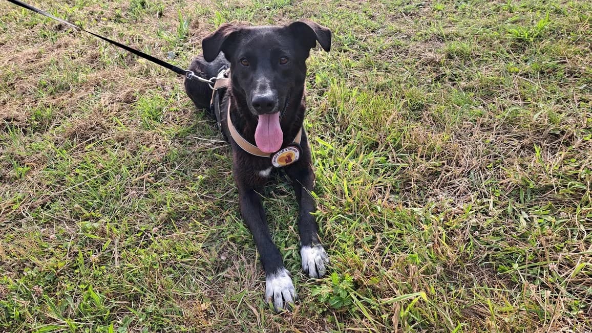 Mami, weiß female 3yo Mixed Breed for adoption at Ein Herz für Streuner e.V., München