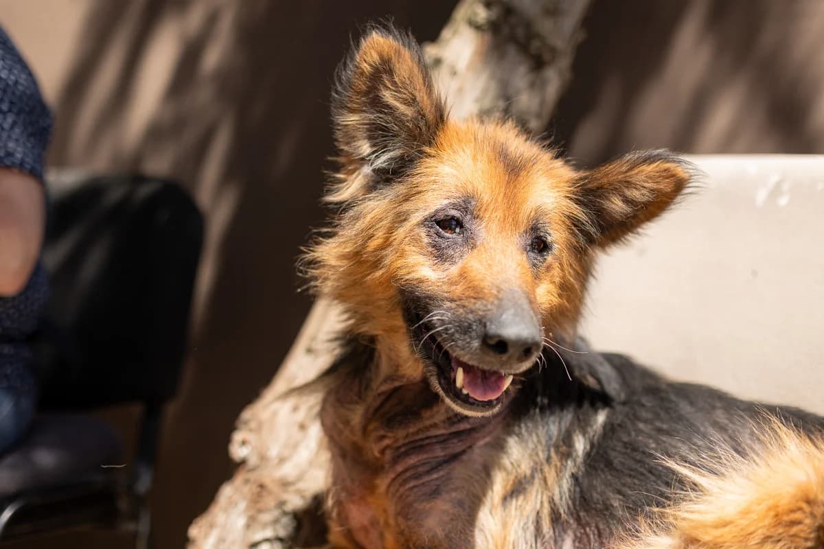 Mammi, braun female senior Mixed Breed for adoption at Ein Herz für Streuner e.V., München
