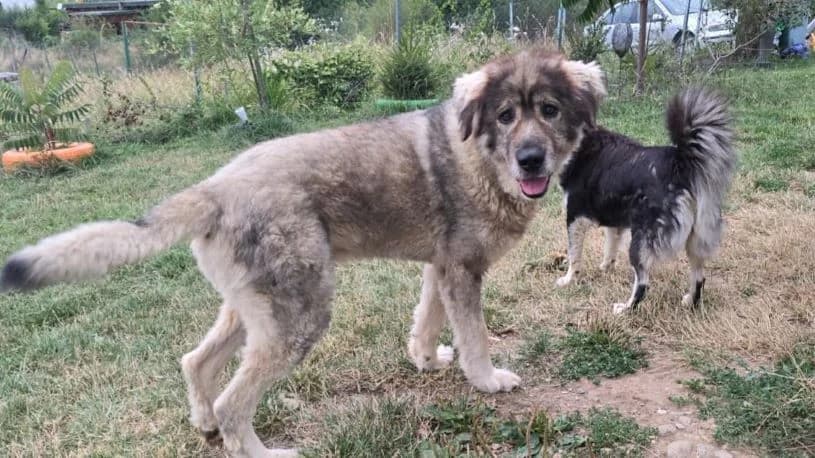 Mampfred, male senior Mixed Breed for adoption at Ein Herz für Streuner e.V., München