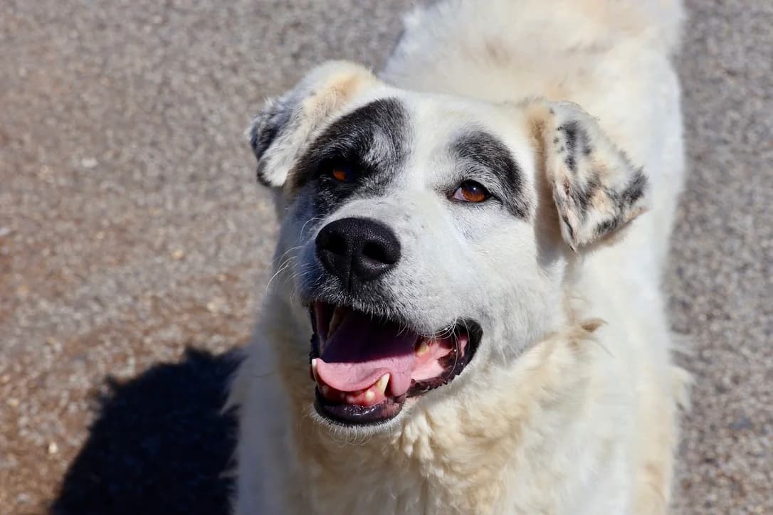 Mana, female 5yo Mixed Breed for adoption at Ein Herz für Streuner e.V., München